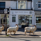 Illustration for article titled The goats have seized their opportunity to take over a Welsh resort town